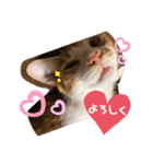 白茶のてんくん（個別スタンプ：7）
