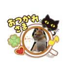 おすましミーコ（個別スタンプ：1）