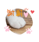 おすましミーコ（個別スタンプ：3）