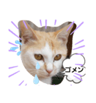 おすましミーコ（個別スタンプ：4）