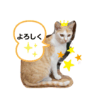 おすましミーコ（個別スタンプ：5）