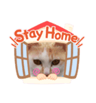 おすましミーコ（個別スタンプ：6）