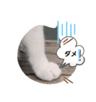 おすましミーコ（個別スタンプ：7）