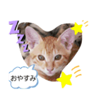 おすましミーコ（個別スタンプ：8）