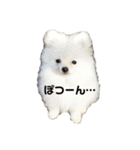 ポムタイムズ（個別スタンプ：2）