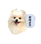 ポムタイムズ（個別スタンプ：4）