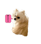 ポムタイムズ（個別スタンプ：6）