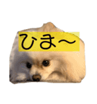 ポムタイムズ（個別スタンプ：7）