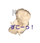 ポムタイムズ（個別スタンプ：9）