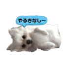 ポムタイムズ（個別スタンプ：10）