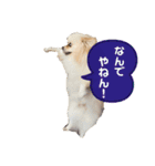 ポムタイムズ（個別スタンプ：13）