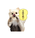 ポムタイムズ（個別スタンプ：15）