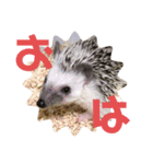 おはぎびより（個別スタンプ：1）