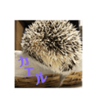 おはぎびより（個別スタンプ：8）
