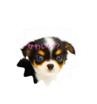 琥珀くんの日常。2（個別スタンプ：3）