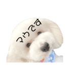 MAUDESUKEDO（個別スタンプ：3）