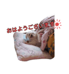 おブスなしろくま（個別スタンプ：1）