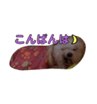 おブスなしろくま（個別スタンプ：3）