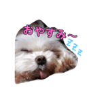 おブスなしろくま（個別スタンプ：4）