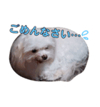 おブスなしろくま（個別スタンプ：5）