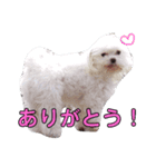 おブスなしろくま（個別スタンプ：8）