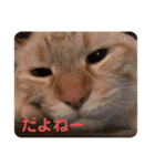 たろちゃん日記 1（個別スタンプ：4）