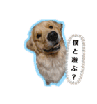ゴールデンレトリバーのすばるくん（個別スタンプ：1）
