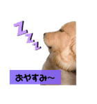 ゴールデンレトリバーのすばるくん（個別スタンプ：5）