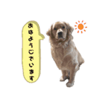 ゴールデンレトリバーのすばるくん（個別スタンプ：6）