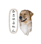 ゴールデンレトリバーのすばるくん（個別スタンプ：9）