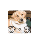 ゴールデンレトリバーのすばるくん（個別スタンプ：12）