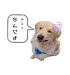 ゴールデンレトリバーのすばるくん（個別スタンプ：14）