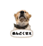 ゴールデンレトリバーのすばるくん（個別スタンプ：16）