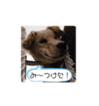 ゴールデンレトリバーのすばるくん（個別スタンプ：17）