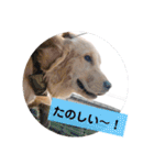 ゴールデンレトリバーのすばるくん（個別スタンプ：18）