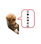 ゴールデンレトリバーのすばるくん（個別スタンプ：22）