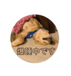 ゴールデンレトリバーのすばるくん（個別スタンプ：27）