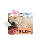 ゴールデンレトリバーのすばるくん（個別スタンプ：28）