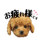 popokina（個別スタンプ：1）