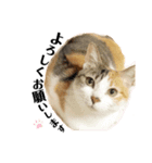 popokina（個別スタンプ：7）