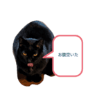 ChibiShiro Kuro（個別スタンプ：1）