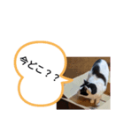 ChibiShiro Kuro（個別スタンプ：6）