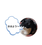 ChibiShiro Kuro（個別スタンプ：7）