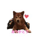 どんちゃんとの生活（個別スタンプ：1）