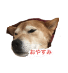 どんちゃんとの生活（個別スタンプ：2）