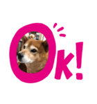 どんちゃんとの生活（個別スタンプ：3）