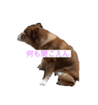 どんちゃんとの生活（個別スタンプ：4）