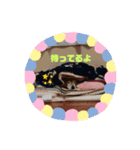 どんちゃんとの生活（個別スタンプ：5）