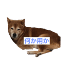 どんちゃんとの生活（個別スタンプ：8）