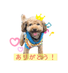 トイプードル ステラのスタンプ（個別スタンプ：1）